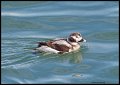 _4SB7180 long-tailed duck